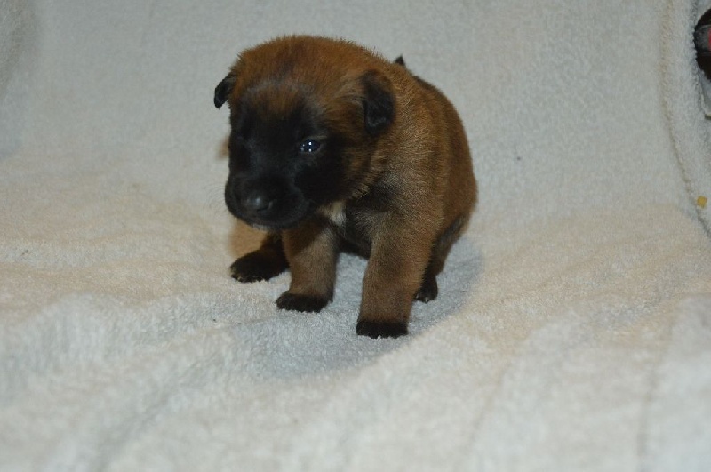 Du Bois De Gal - Chiots disponibles - Berger Belge