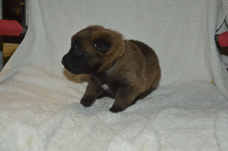 Du Bois De Gal - Chiots disponibles - Berger Belge