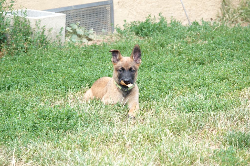 Du Bois De Gal - Chiots disponibles - Berger Belge