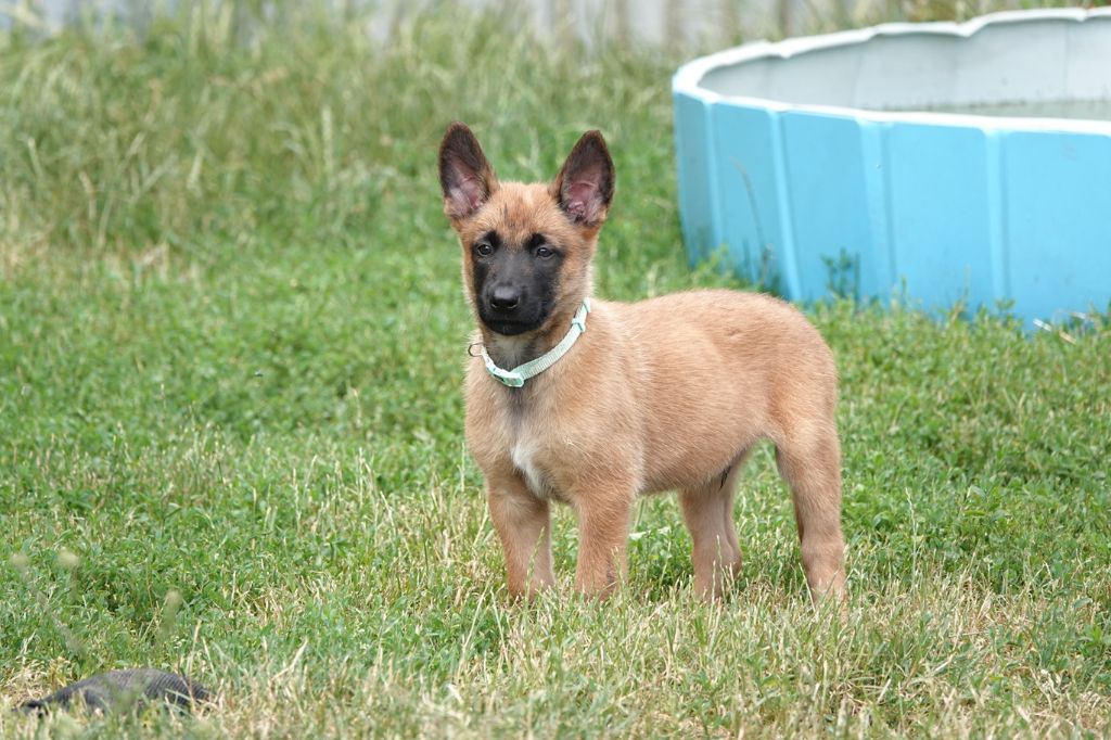 Du Bois De Gal - Chiots disponibles - Berger Belge