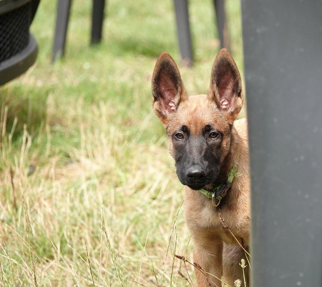 Du Bois De Gal - Chiots disponibles - Berger Belge