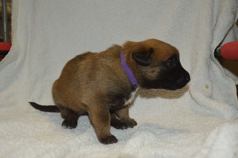 Du Bois De Gal - Chiots disponibles - Berger Belge