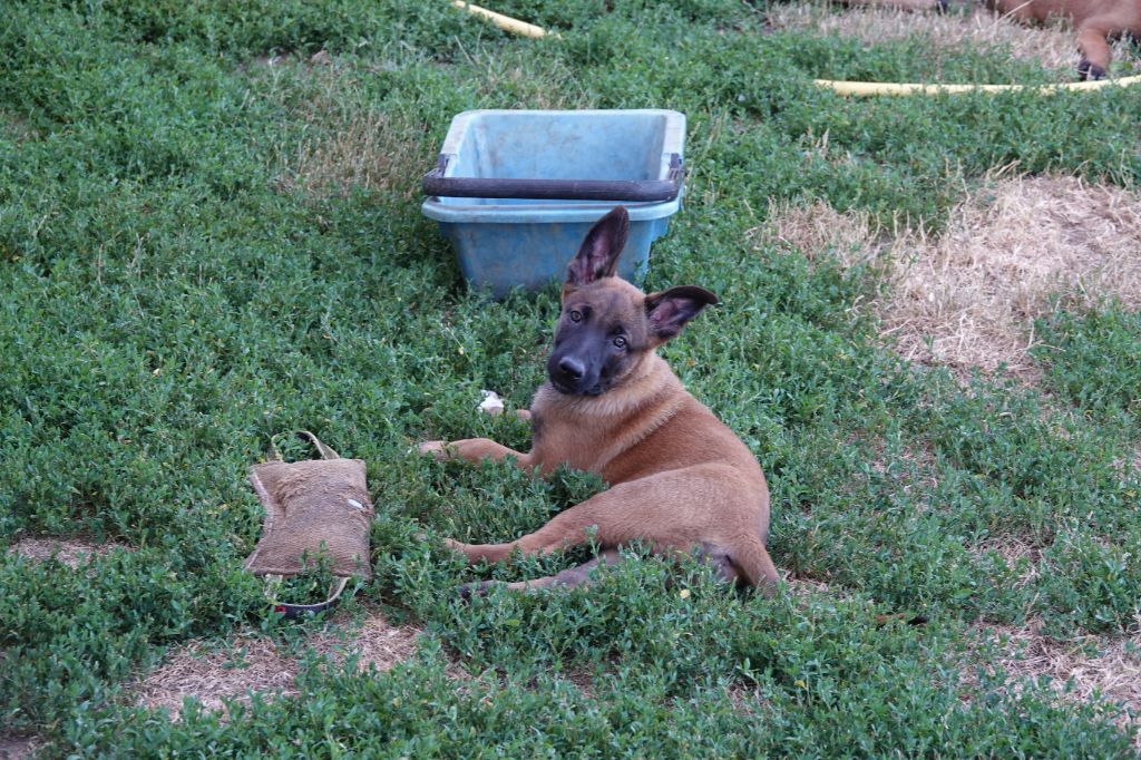 Du Bois De Gal - Chiots disponibles - Berger Belge