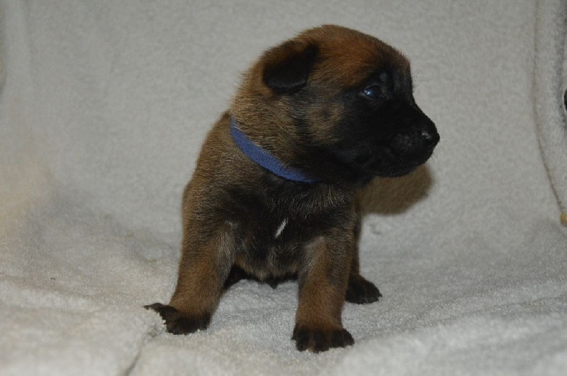 Du Bois De Gal - Chiots disponibles - Berger Belge