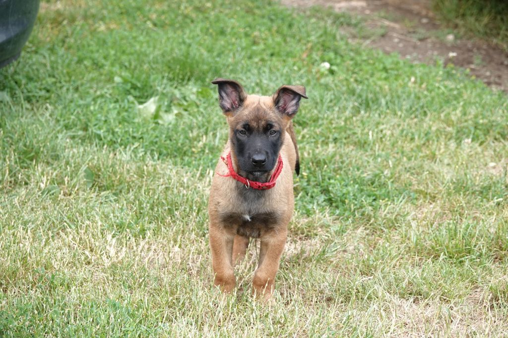 Du Bois De Gal - Chiots disponibles - Berger Belge