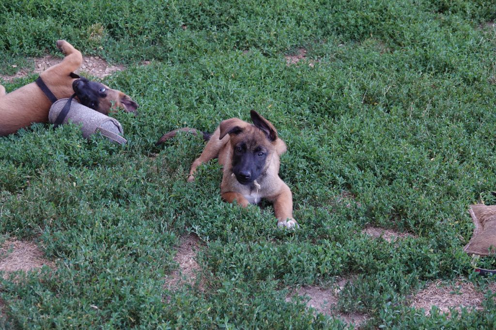 Du Bois De Gal - Chiots disponibles - Berger Belge
